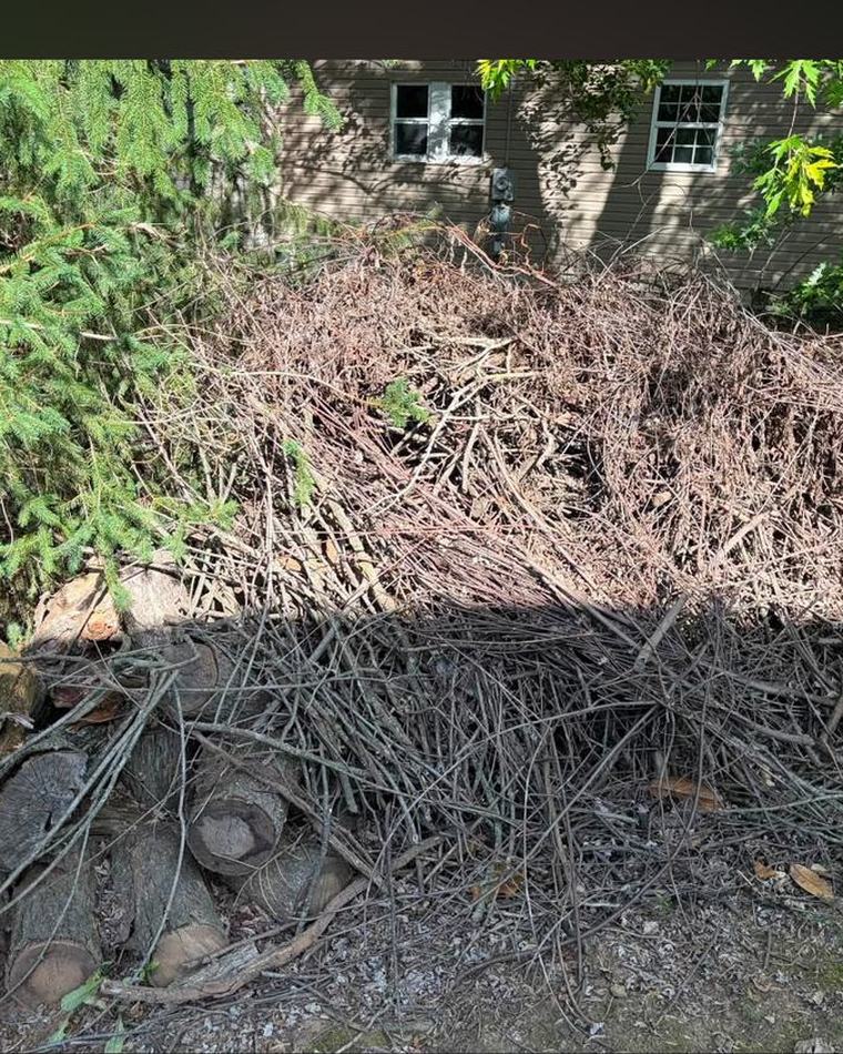 Brush & limb clearing before — JB Removal Services, Martinsburg WV