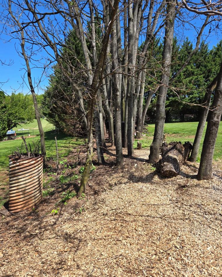 Wood pile cleanout after — area cleared by JB Removal Services